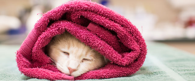 Cat wrapped in towel